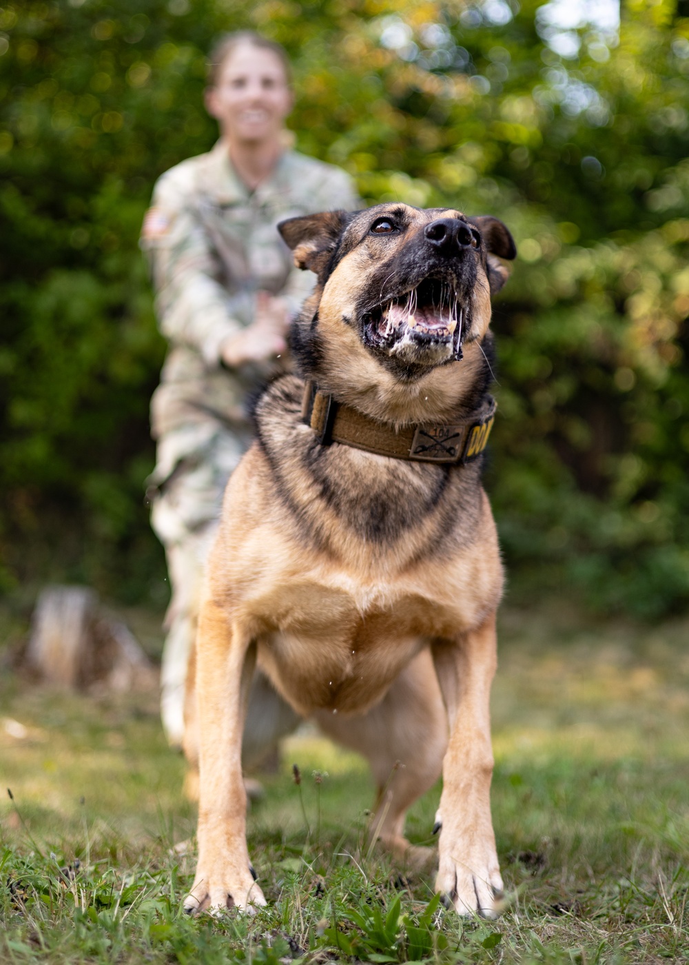 Dogs of Grafenwöhr