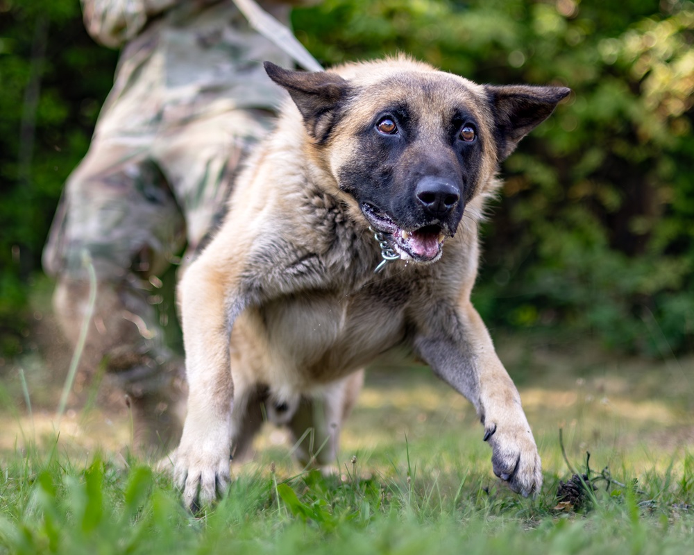 Dogs of Grafenwöhr