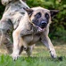 Dogs of Grafenwöhr