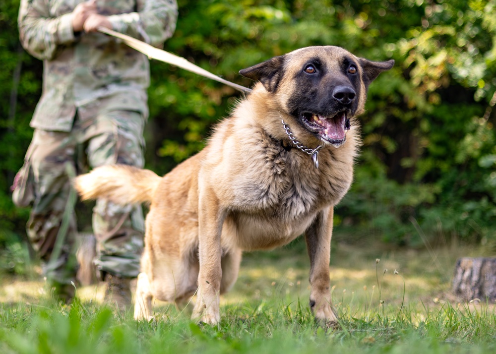 Dogs of Grafenwöhr