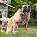Dogs of Grafenwöhr