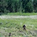 Military Working Dogs - Training the nose that knows