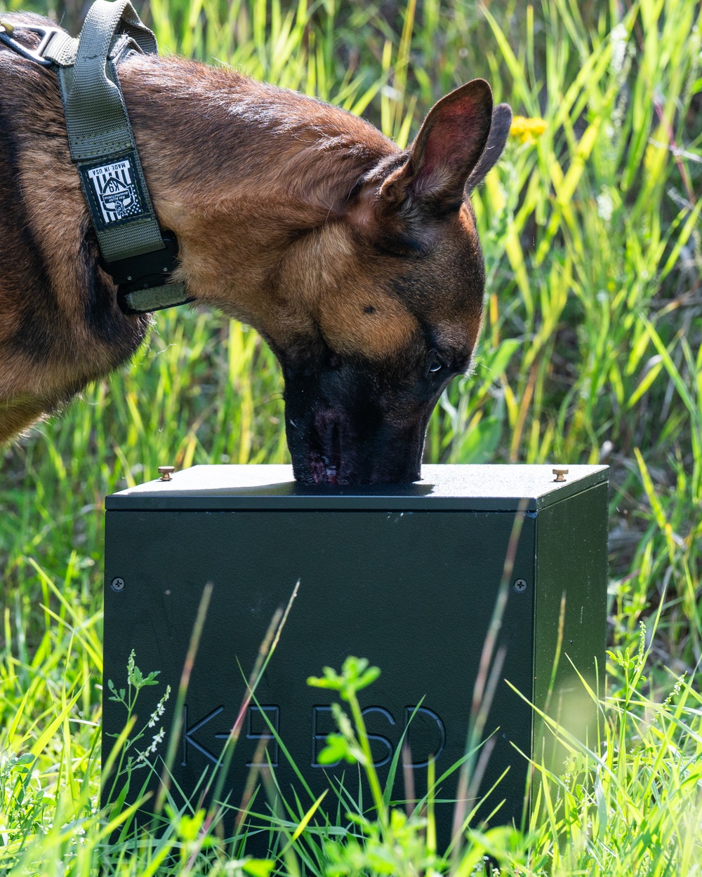 Military Working Dogs - Training the nose that knows