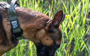 Military Working Dogs - Training the nose that knows
