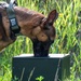 Military Working Dogs - Training the nose that knows