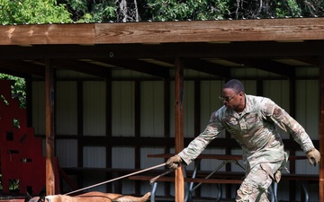 Military Working Dogs - Training the nose that knows