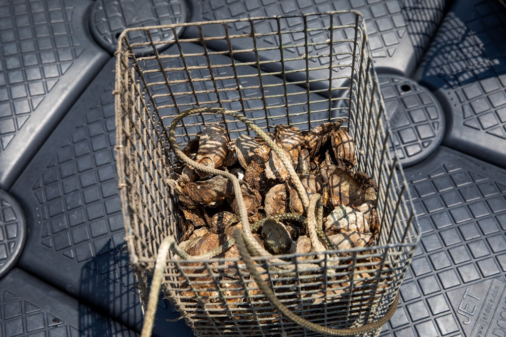 NNSY and NSA-Portsmouth Members Unite in Support of Oyster Gardening Program