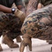 2/23 Marines and ROK Marines Celebrate the End of KMEP 25.2 with a Friendly Competition