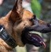 Maryland Army National Guardsmen engage with police K-9s during flight familiarization