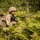 OHARNG 1-174th Air Defense Artillery Regiment participates in Exercise Northern Strike 25-2 OHARNG 1-174th Air Defense Artillery Regiment participates in Exercise Northern Strike 25-2