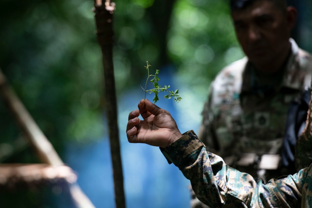 Panamanian and USMC members learn about flora and fauna during jungle survival course