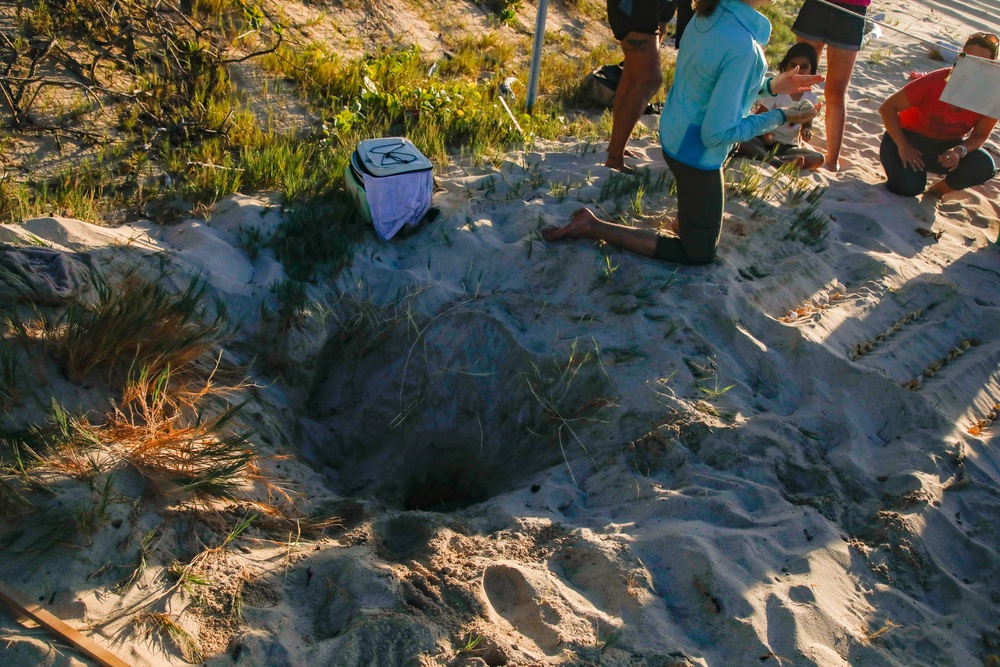 Shells Up! Time to save the turtles!