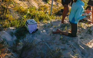 Shells Up! Time to save the turtles!