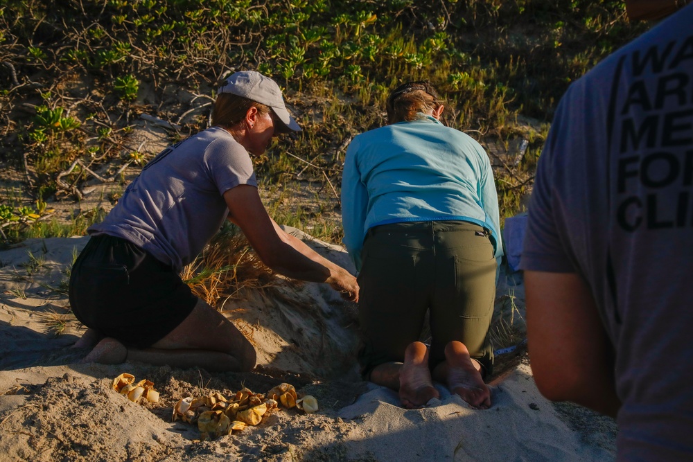 Shells Up! Time to save the turtles!