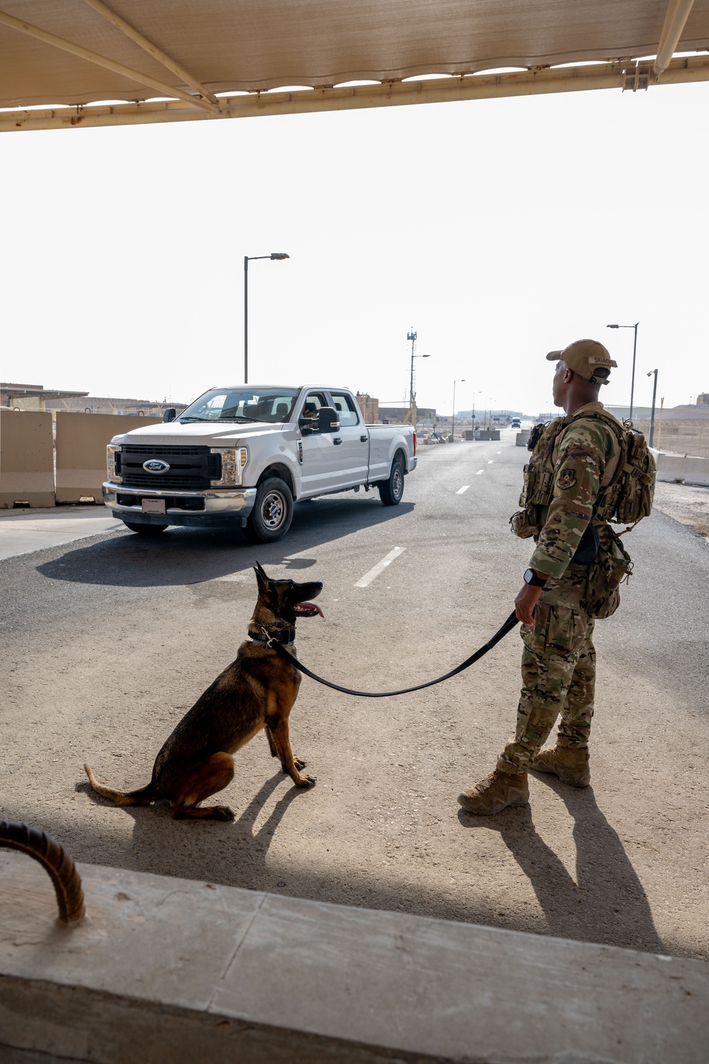 Paws on Patrol