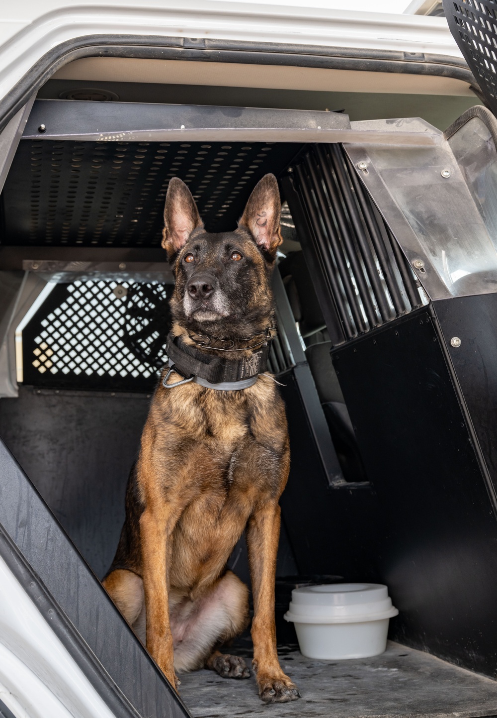 Paws on Patrol