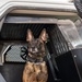 Paws on Patrol