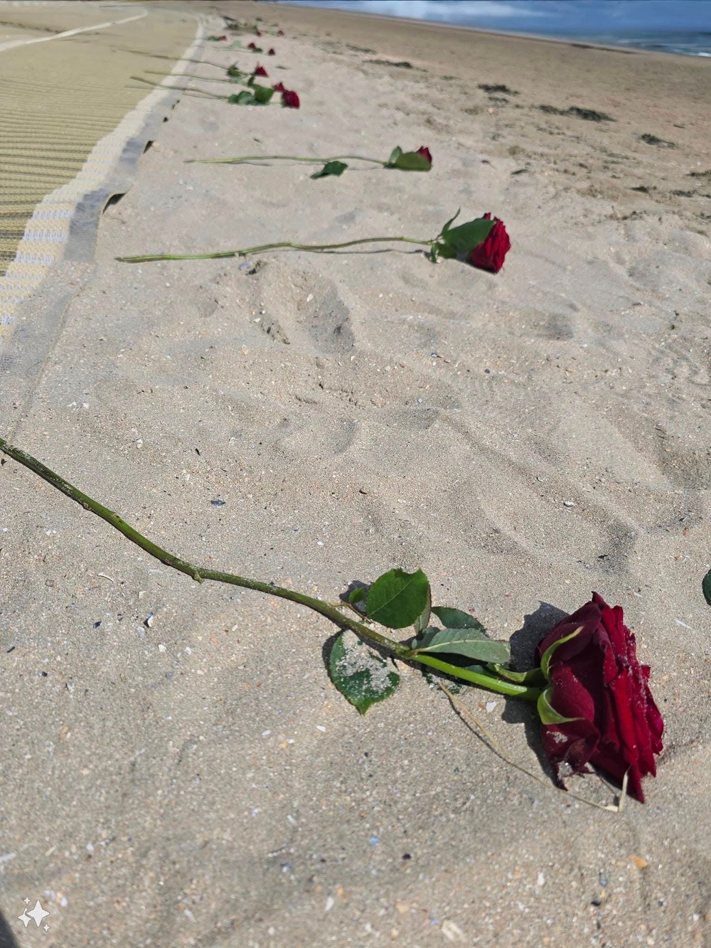 Roses for the Fallen at 80th Annviersary of D-Day