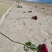 Roses for the Fallen at 80th Annviersary of D-Day