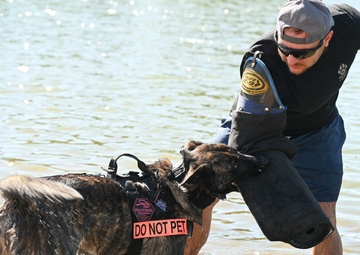 Military working dogs train at U.S. Air Force Academy
