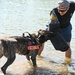 Military working dogs train at U.S. Air Force Academy