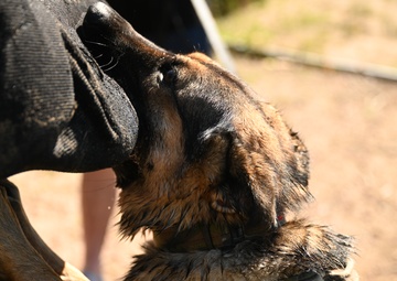 Military working dogs train at U.S. Air Force Academy