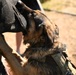 Military working dogs train at U.S. Air Force Academy