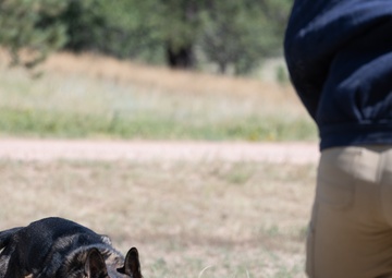 Military working dogs train at U.S. Air Force Academy