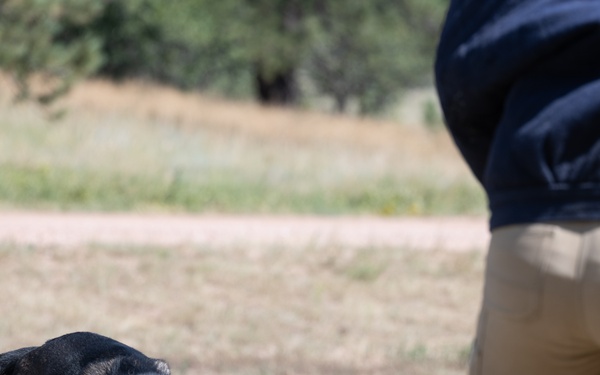Military working dogs train at U.S. Air Force Academy