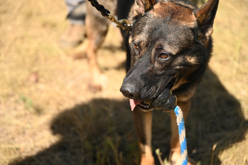 Military working dogs train at U.S. Air Force Academy