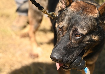 Military working dogs train at U.S. Air Force Academy