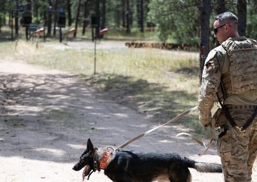 Military working dogs train at U.S. Air Force Academy