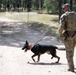 Military working dogs train at U.S. Air Force Academy