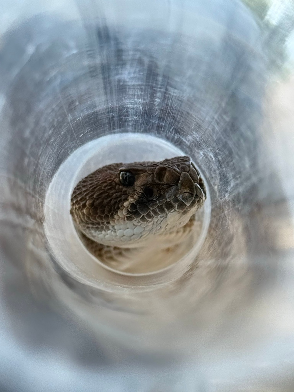 U.S. Navy Sailors participate in snake handlers course