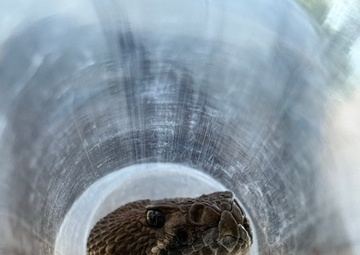 U.S. Navy Sailors participate in snake handlers course