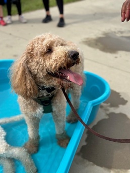 Doodles Bring Smiles and Connection to Fort Bragg Community