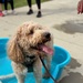 Doodles Bring Smiles and Connection to Fort Bragg Community