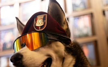 Sapper... A Veteran's Companion