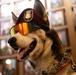 Sapper... A Veteran's Companion