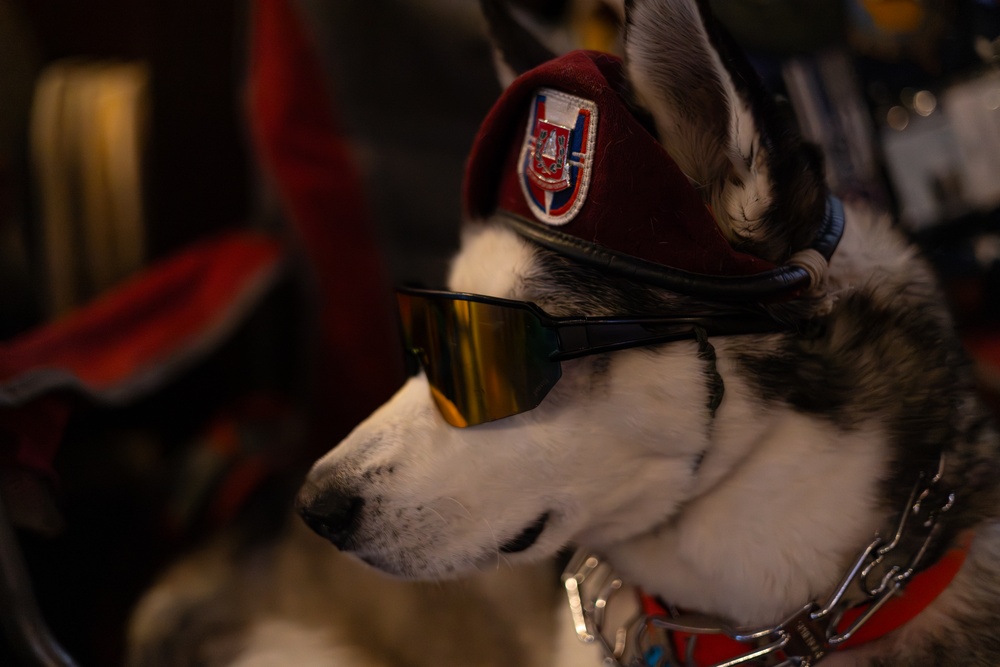 Sapper... A Veteran's Companion