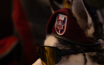 Sapper... A Veteran's Companion