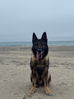 MWD Axel Retires