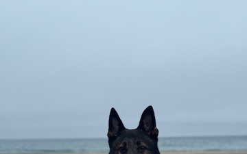 Retired Military Dog Finds New Home with Former Handler in California