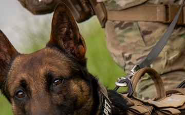 Appreciating Eglin's K-9s