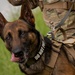 Appreciating Eglin's K-9s
