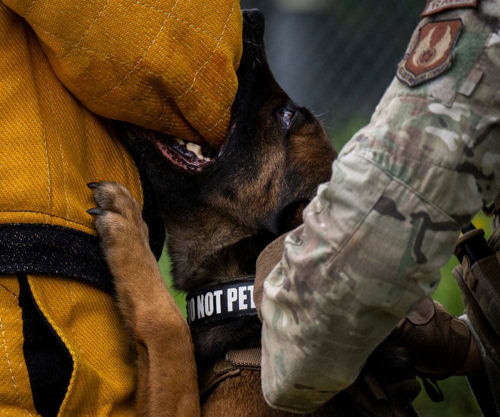 Appreciating Eglin's K-9s