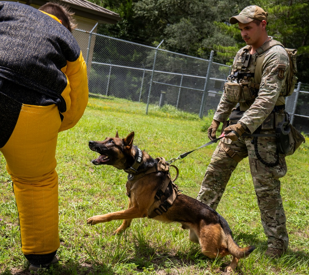 Appreciating Eglin's K-9s
