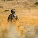 The Advanced Recapture Recovery Operational Warfighter (ARROW) Exercise