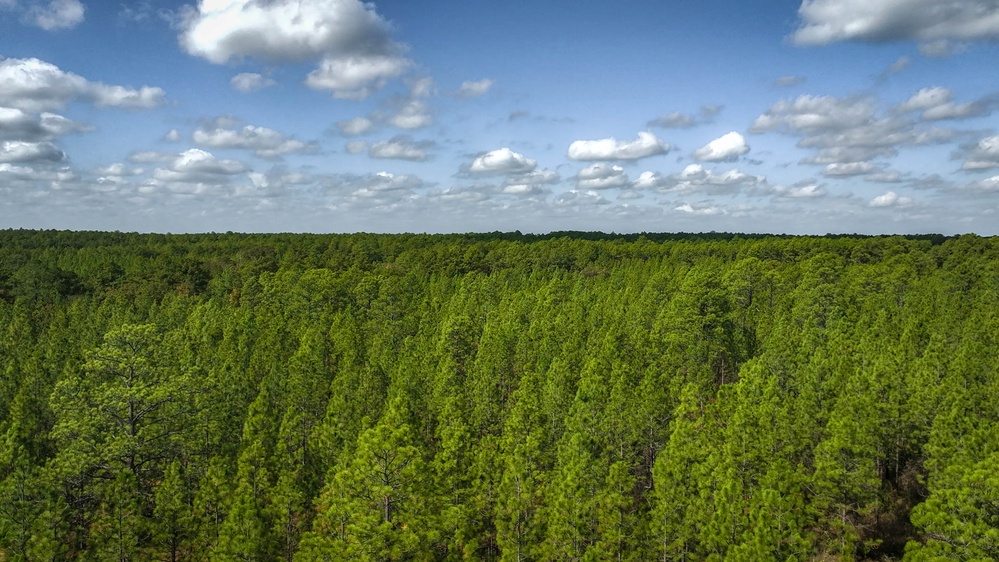 Longleaf Pine Research