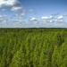 Longleaf Pine Research